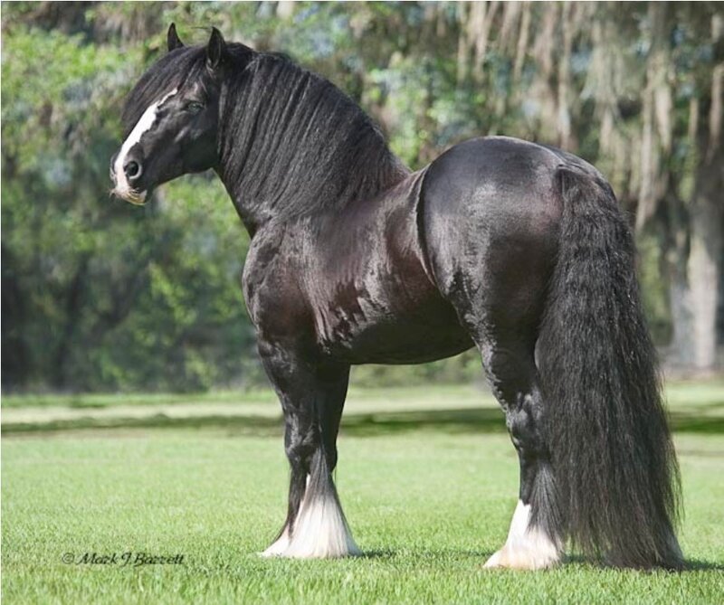 black clydesdale horse