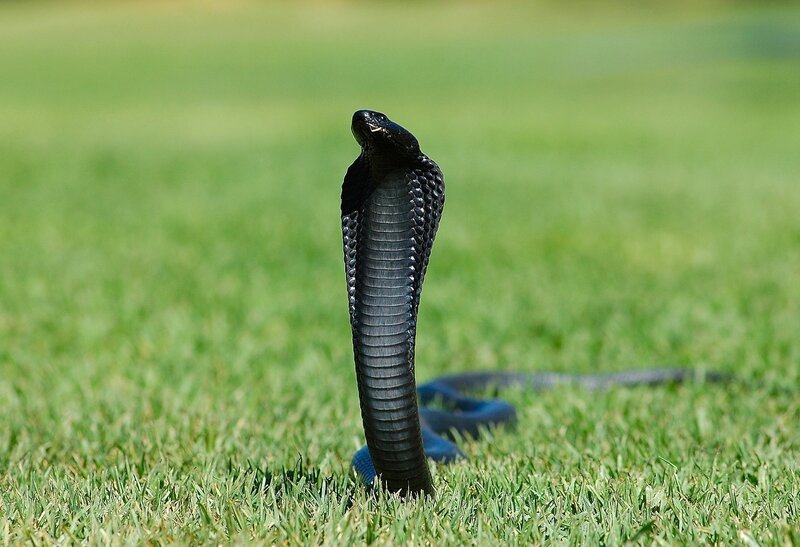 Black cobra in grass