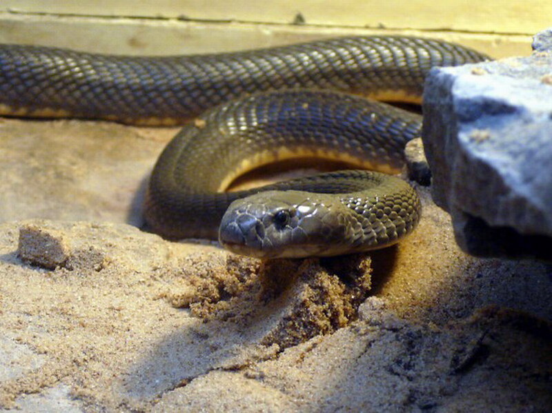 Black Cobra in Sand