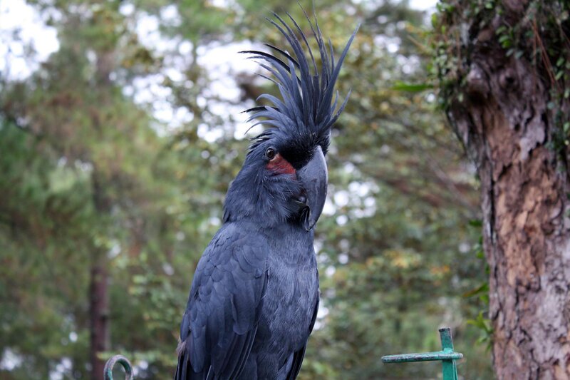 Black Cockatoo Bird