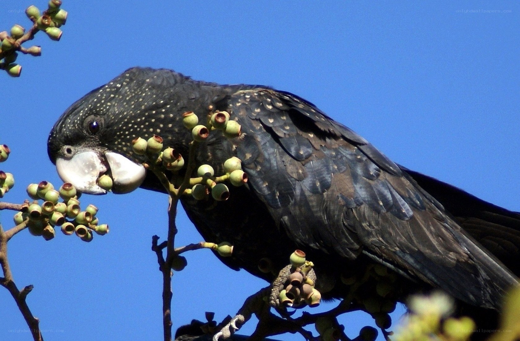Black cockatoo eating berries