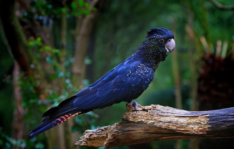 Black Cockatoo on Branch — Natural