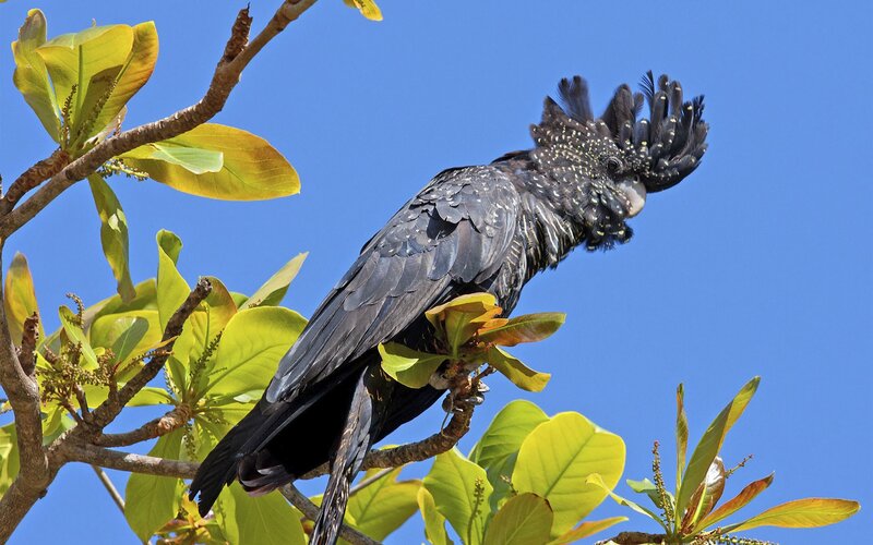 Black Cockatoo on Branch
