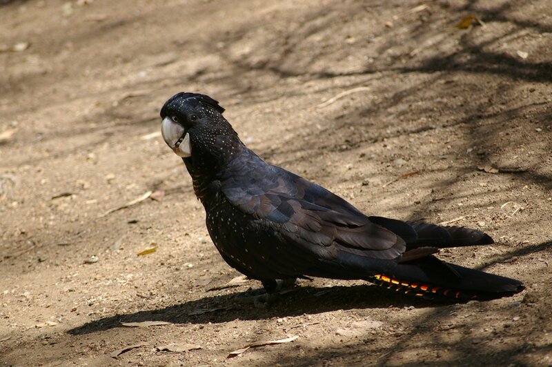 Black Cockatoo on Ground