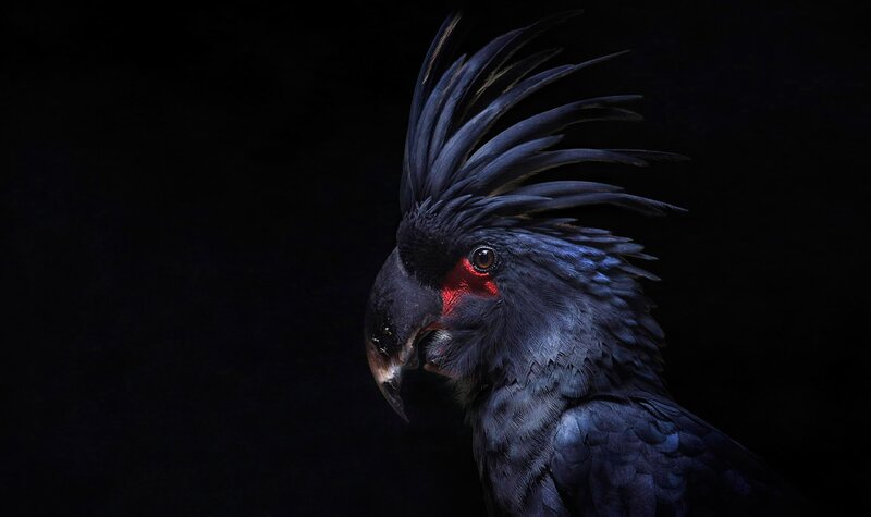 Black Cockatoo with Crest — Dramatic