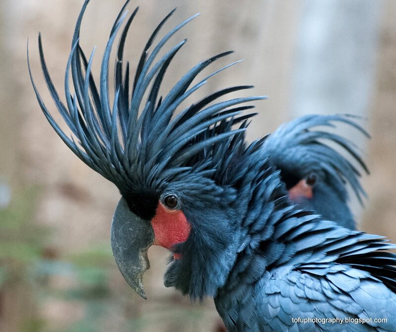 Black Cockatoo with Crest — Natural