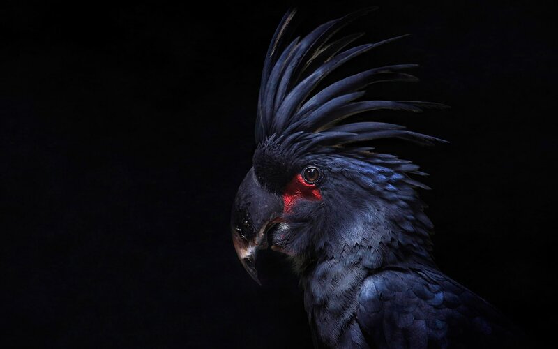 Black Cockatoo with Crest