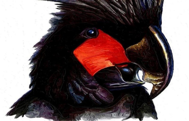 Black Cockatoo with Red Beak