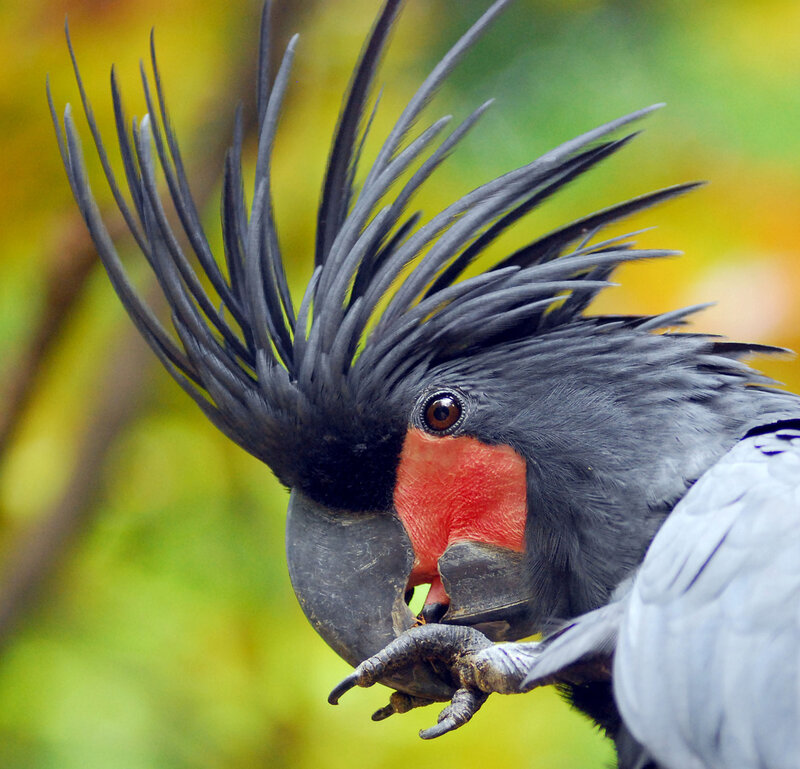 Black Cockatoo with Red Cheek