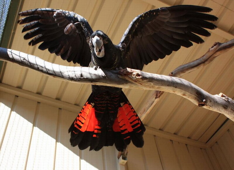 Black Cockatoo with Red Tail — Alert