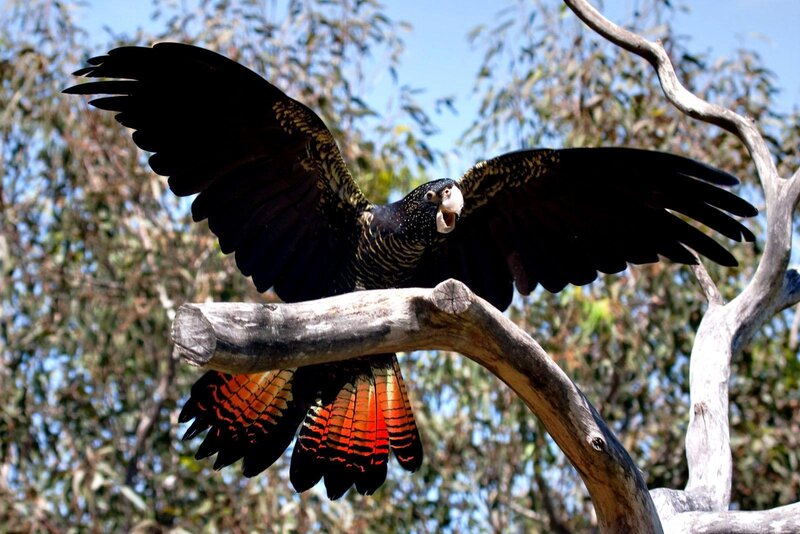 Black Cockatoo with Red Tail