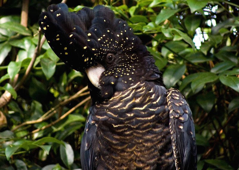 Black Cockatoo with Yellow Spots — Natural, Photograph