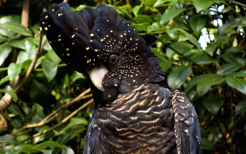 Black Cockatoo with Yellow Spots — Natural