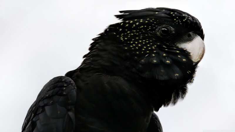 Black Cockatoo with Yellow Spots — Neutral