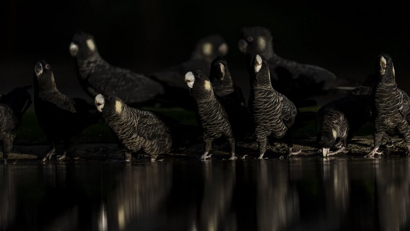 Black Cockatoos at Water