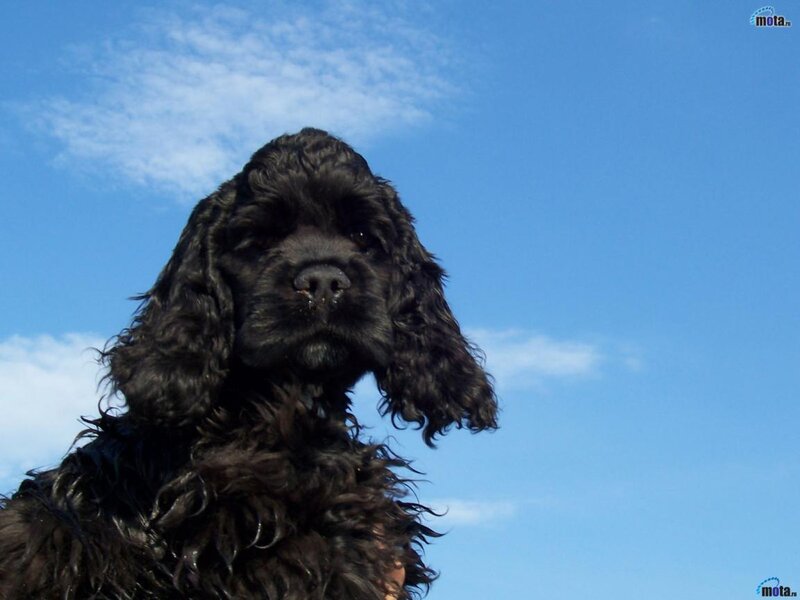 Black Cocker Spaniel — Blue