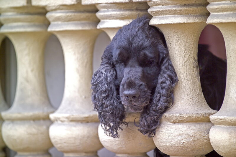 Black Cocker Spaniel — Calm, Afternoon, Photograph, Stone Balustrade