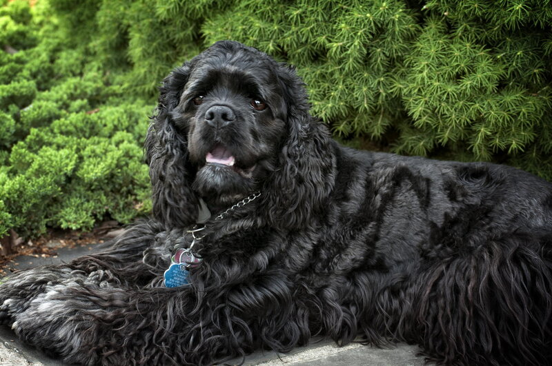 Black Cocker Spaniel — Calm, Afternoon, Photograph