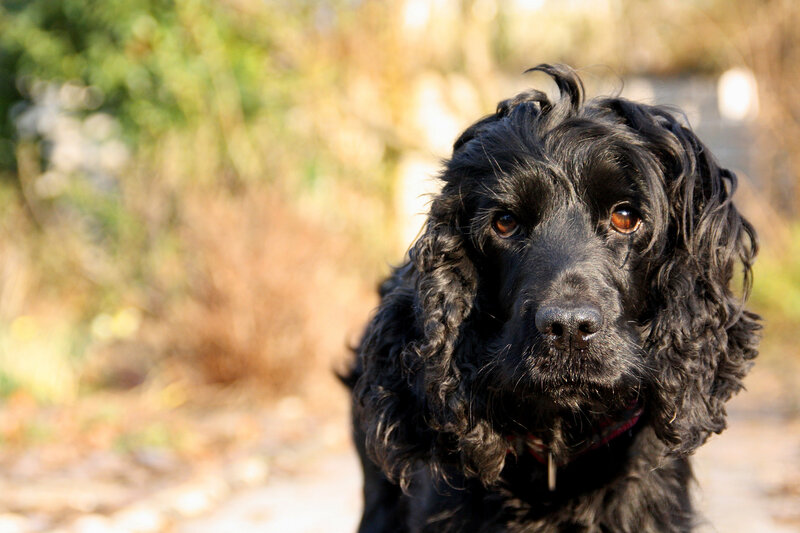Black Cocker Spaniel — Calm, Afternoon