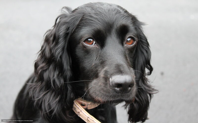 Black Cocker Spaniel — Calm, Photograph, Collar, Eyes
