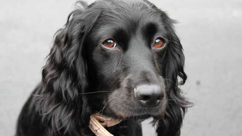Black Cocker Spaniel — Calm, Photograph, Collar