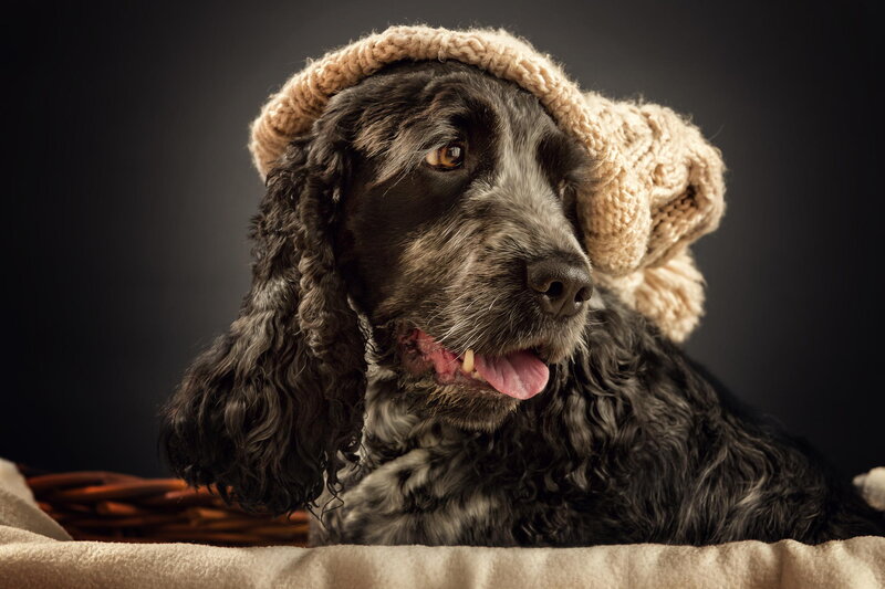 Black Cocker Spaniel — Calm, Photograph, Knit Hat