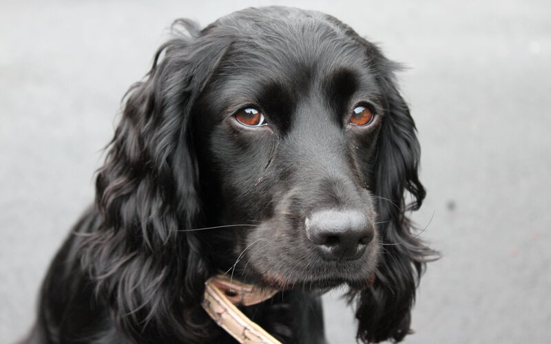 Black Cocker Spaniel — Calm, Photograph