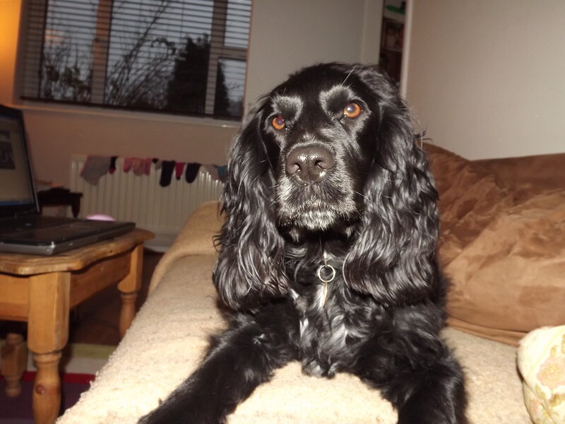 Black Cocker Spaniel — Calm