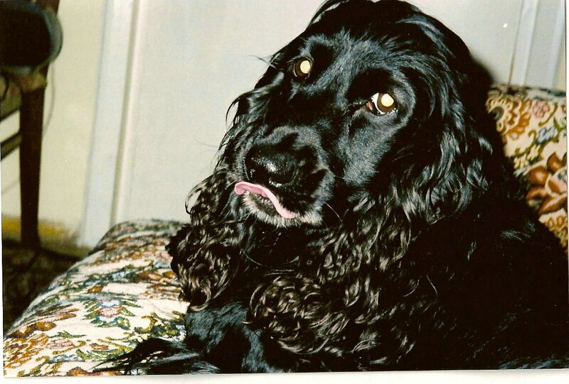 black cocker spaniel dog