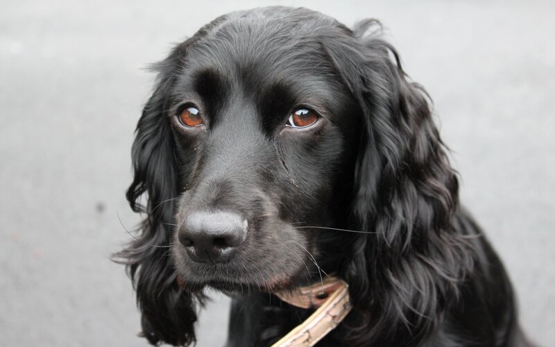 black cocker spaniel dog