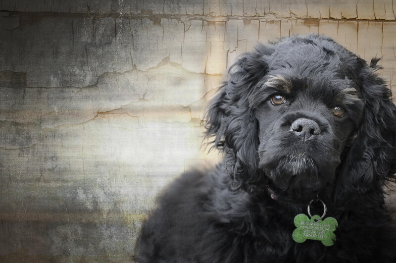 Black Cocker Spaniel — Dramatic