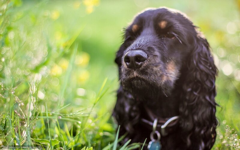 Black Cocker Spaniel — Green, Calm