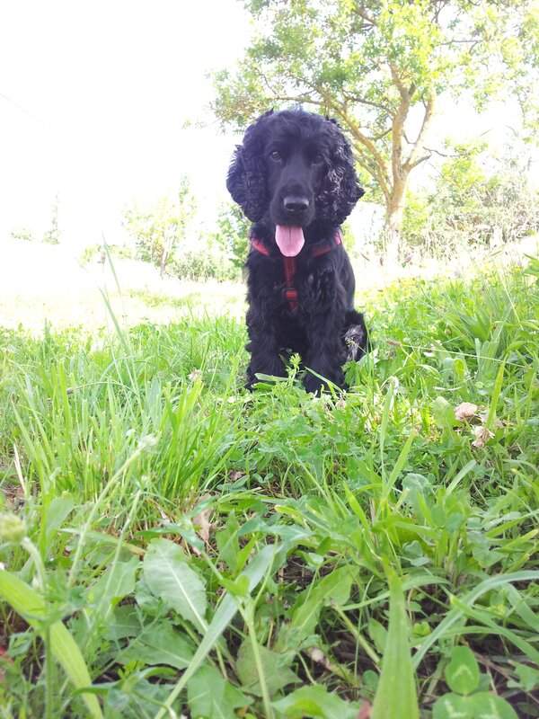 black cocker spaniel in grass