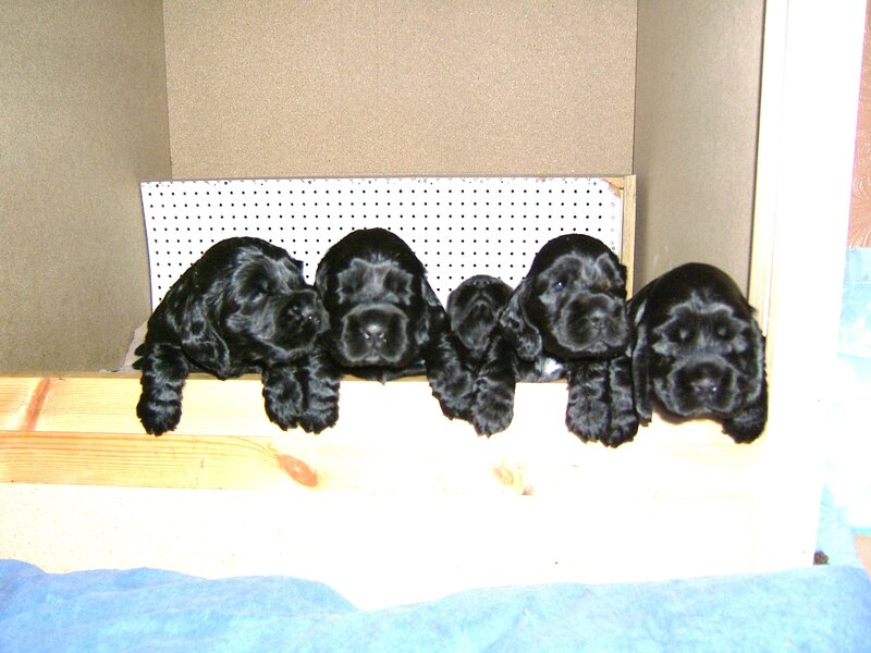 Black Cocker Spaniel Puppies