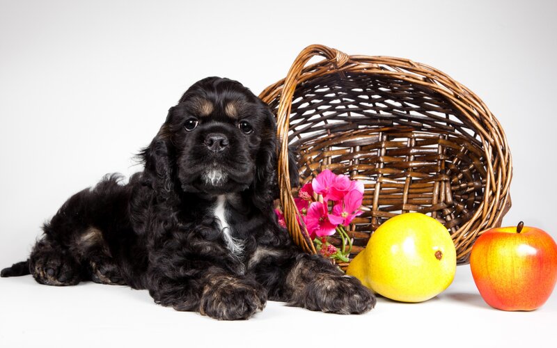 Black Cocker Spaniel Puppy — Calm