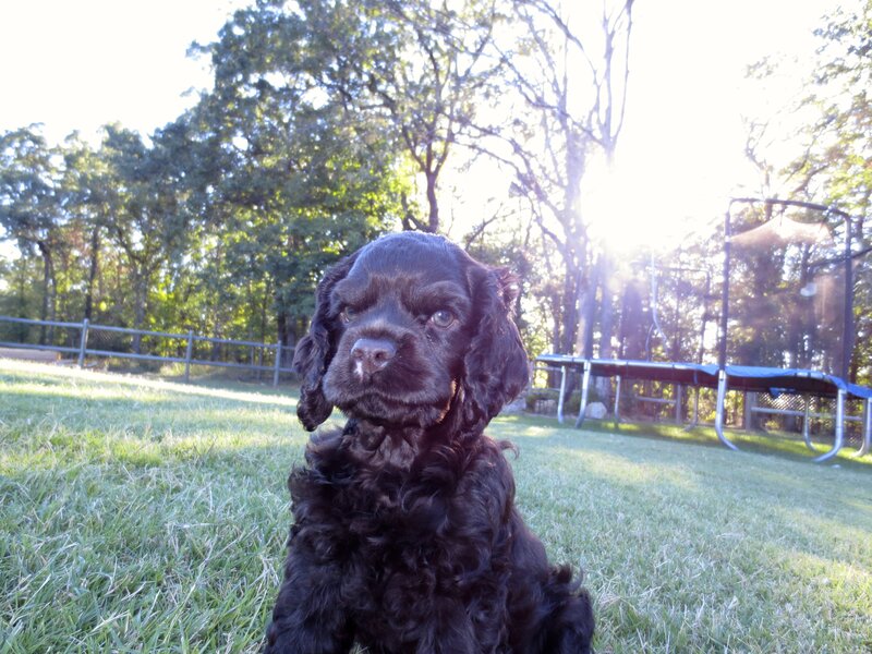 Black Cocker Spaniel Puppy — Green
