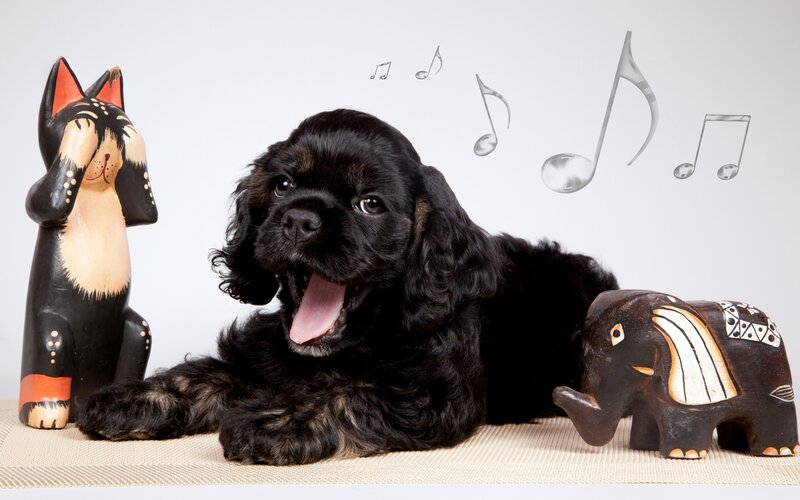 Black Cocker Spaniel Puppy — Playful