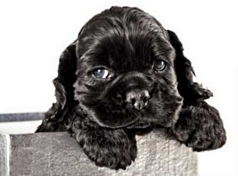 Black Cocker Spaniel Puppy