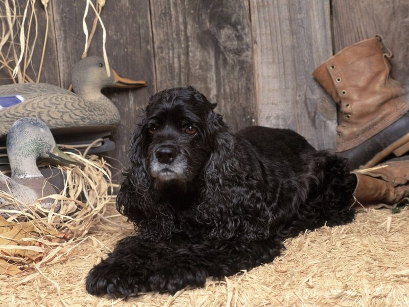 Black Cocker Spaniel