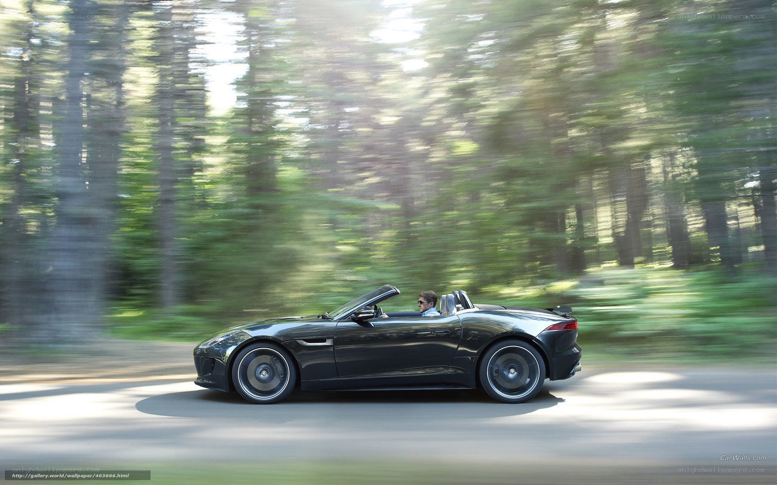 Black convertible sports car in forest