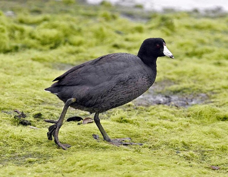 Black Coot Walking
