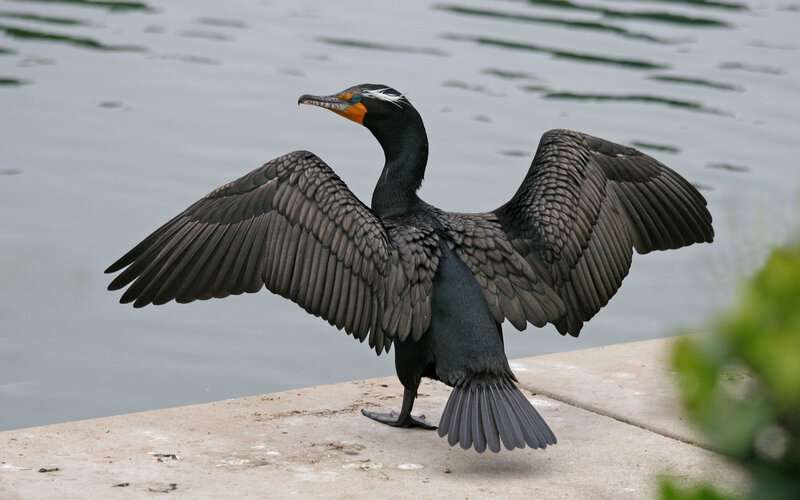 Black Cormorant Bird