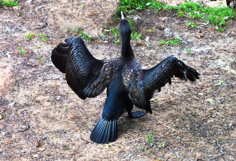 Black Cormorant Spreading Wings