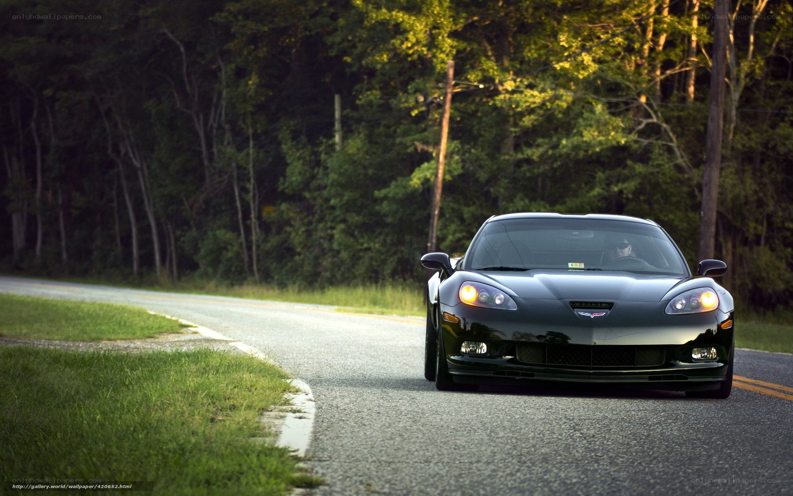 Black Corvette on a forest road