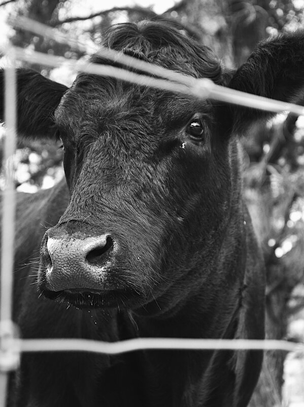 Black Cow Behind Fence