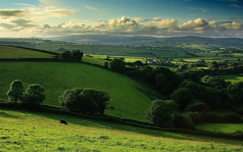 Black Cow Grazing — Green, Serene, Afternoon