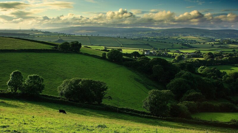 Black Cow Grazing — Green