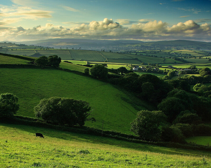 Black Cow Grazing