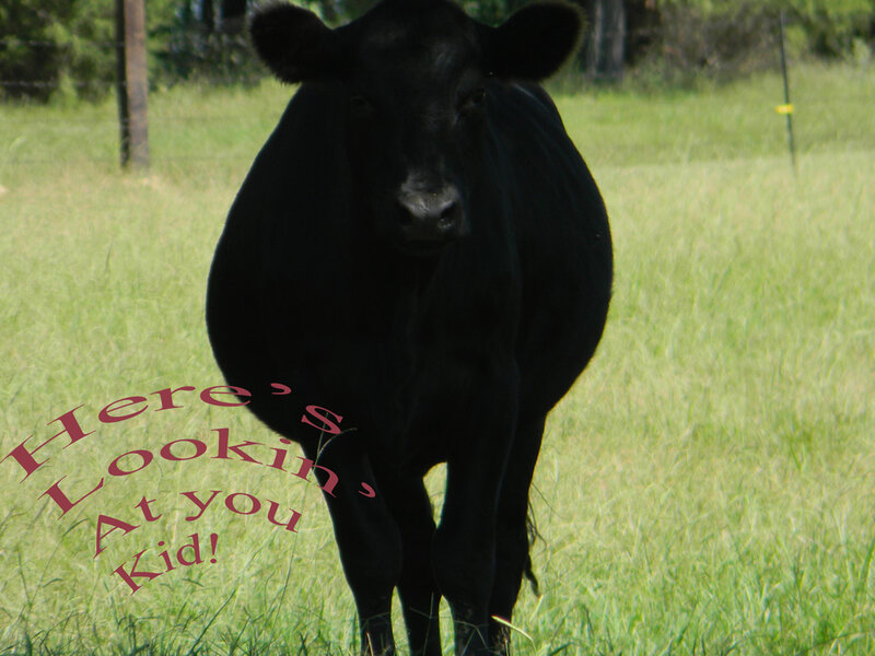 Black cow in a field