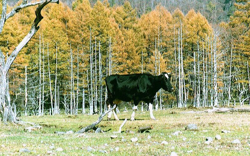 Black cow in autumn forest